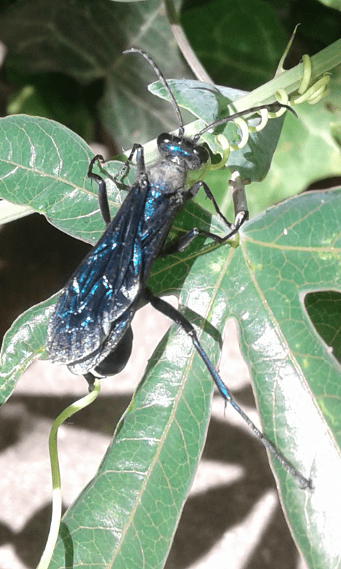 Chalybion sp. (Sphecidae), forse C. californicum? S.